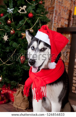 Dog Siberian Husky in Santa Claus suit