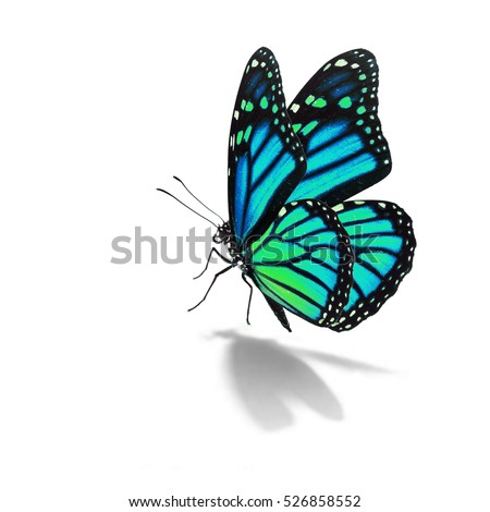 Beautiful blue monarch butterfly isolated on white background Royalty-Free Stock Photo #526858552