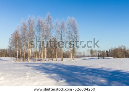 sunny winter day in Latvian country
