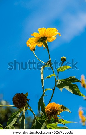 Mexican sunflower weed with blue sky, Thailand.