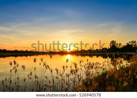 silhouette of grass flower on sunset background