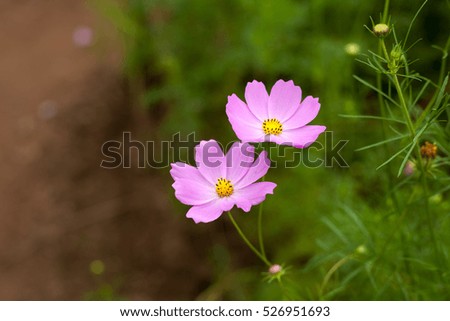 Small colorful chrysanthemum background