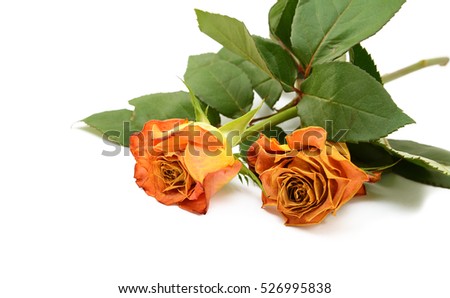 Two faded orange rose flowers on leafy stems, lying on a white background