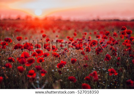 Beautiful field of red poppies in the sunset light. Russia, Crimea Royalty-Free Stock Photo #527018350