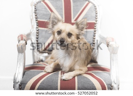 chihuahua on a chair