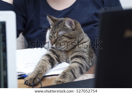 cat at his desk