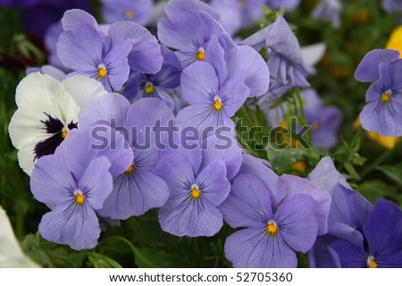 blue violas