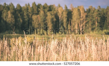 sunny meadow with flowers and green grass in summer at countryside - vintage look