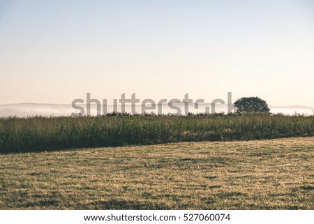 sunny meadow with flowers and green grass in summer at countryside - vintage look