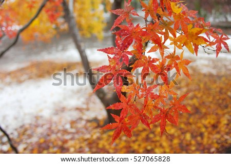 Autumn maple leaves partially covered in white in snowy weather
