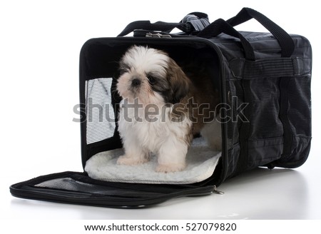shih tzu puppy in a travel carrier on white background Royalty-Free Stock Photo #527079820