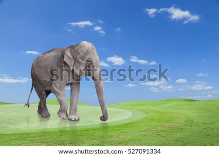 Asian elephant walking on Beautiful Green grass on golf field blue sky background