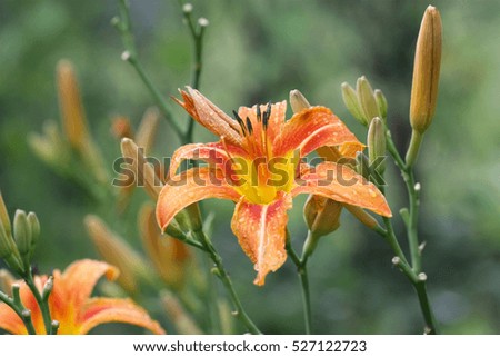 Orange day lily horizontally. Vegetable flower background. Macro. Hemerocallis