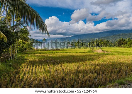 Beautiful rice fields in sumatra