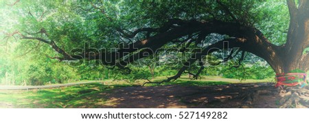 Panoramic image of The branches of The Hundred Years Giant Samanea or Albizia Saman in Kanchanaburi, Thailand , film tone
