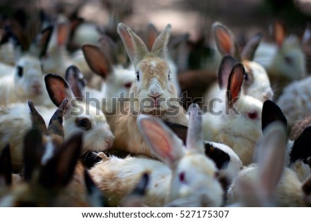 A group of young rabbits in the hutch
