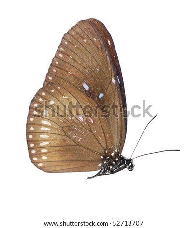 butterfly set isolated in white background.