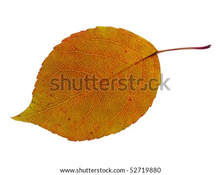 autumn orange leaf isolated on a white