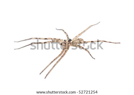 giant spider isolated in white background