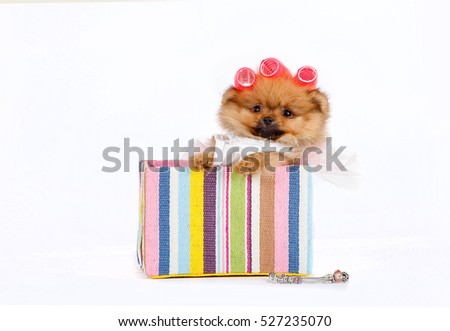 Cute Pomeranian puppy on a white background. puppy in a gift box. funny picture