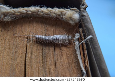 Insect feeding on paper - silverfish. Pest books and newspapers.