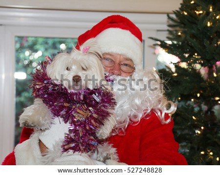 Santa Claus holds a beautiful white dog in front of a Christmas tree. Santa Christmas. 