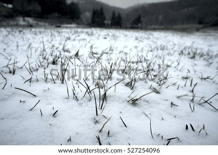 grass covered with the first snow