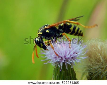 Wasp on flower meadow thistles Royalty-Free Stock Photo #527261305
