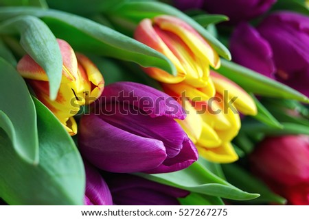 Yellow-red and purple tulips. Spring. Women's Day. Celebration. Gift. Spring flowers.