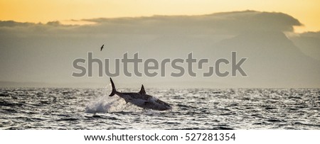 Great White Shark (Carcharodon carcharias) breaching in an attack. Hunting of a Great White Shark (Carcharodon carcharias). South Africa
