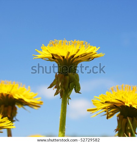 Dandilions blossom with sky background
