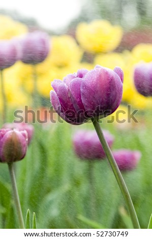 Blooming tulip closeup