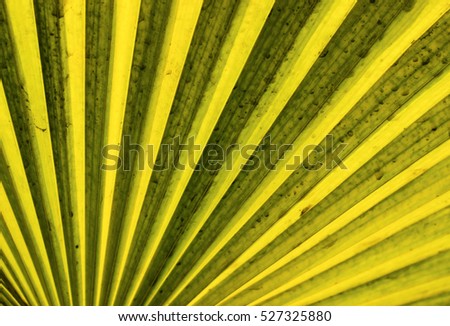 Palm Leaf Abstract Lines Background