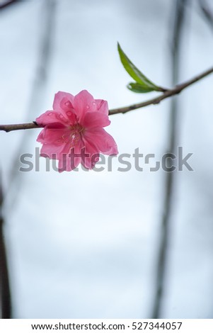 Flowers in spring. Plum blossoming in spring, it is the only remaining last winter flower, is the earliest blooming flower in spring. It shows struggle and pride. Minimalistic background picture.