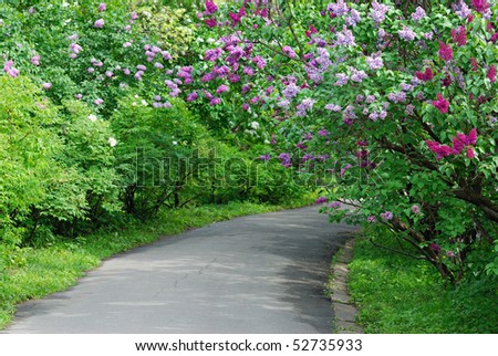 blooming bush of lilac flowers in park
