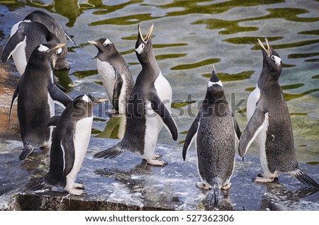 Group of Gentoo Penguins