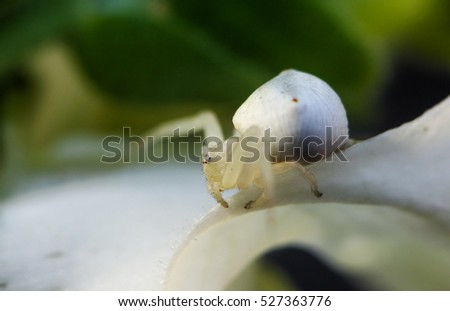 tiny white crab spider ready to pounce on its prey