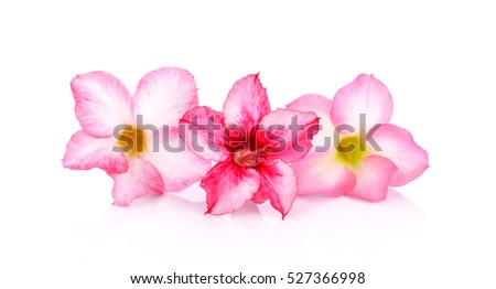 Floral background. Close up of Tropical flower Pink Adenium. Desert rose on isolated white background.