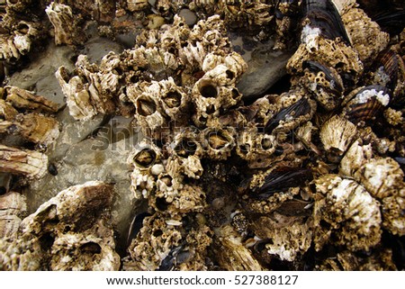 Barnacles and mussels exposed on sea rocks during low tide,  on an Oregon beach near Otter Rock