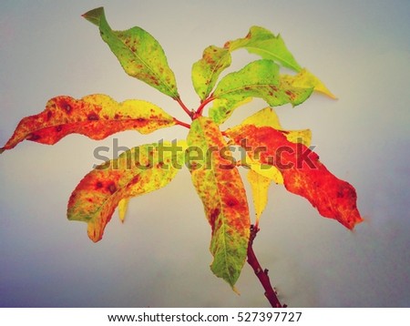Autumn leaves on Branch of Prune tree isolated in colorful background design.
