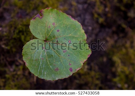 Single Galax Leaf with purple spots on de-focused ground Royalty-Free Stock Photo #527433058