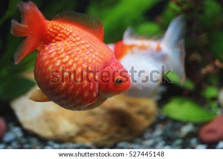 the Red and gold fishes in aquarium