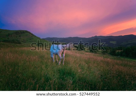 Horse in Carpathian Meadow