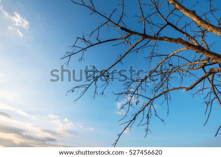 Abstract of dry branch on blue sky background.