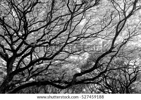 lots of branch of tree as shadow in black and white