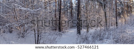 Panoramic view of  winter pine forest with a tree in frost. The mysterious atmosphere of snowfall