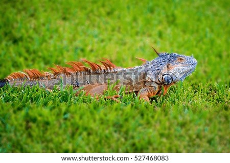 Florida wild Iguana