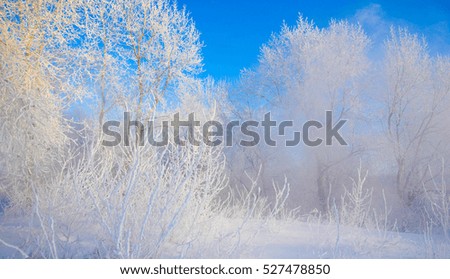 Winter landscape. Frost frost on the trees. Mist evaporation of water. Blue sky. Sunny day. Opaque air saturated with water vapor, filled with bright light of the sun