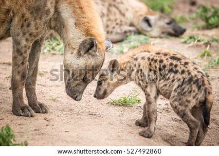 Mother and baby Spotted hyena in the Kruger National Park, South Africa.