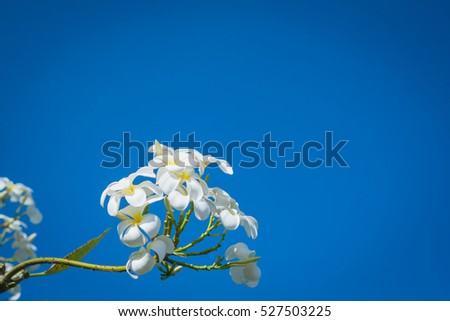 Plumeria flower white tropical flower, plumeria flower blooming on tree, spa flower